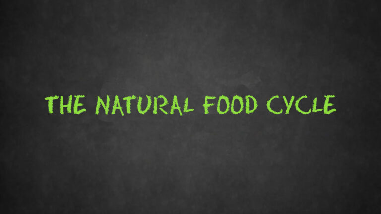 Natural Food Cycle